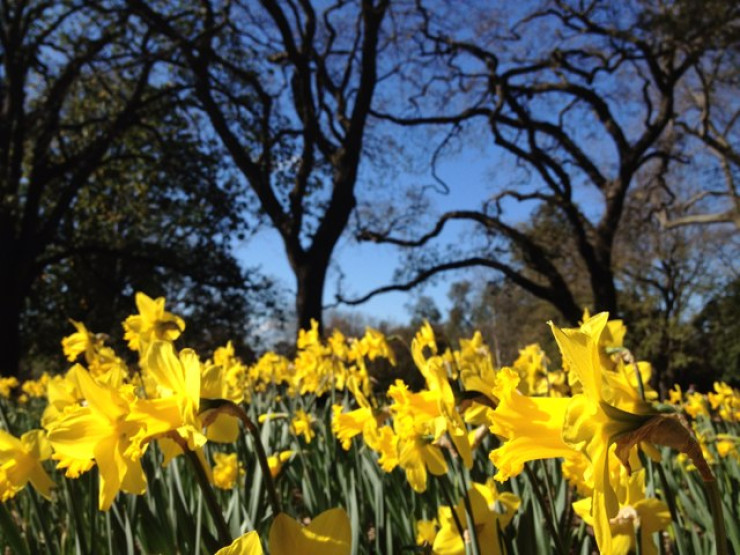 Royal Botanic Gardens