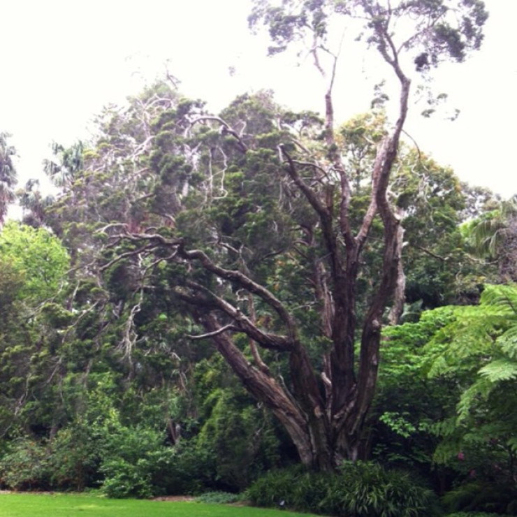 Royal Botanic Gardens