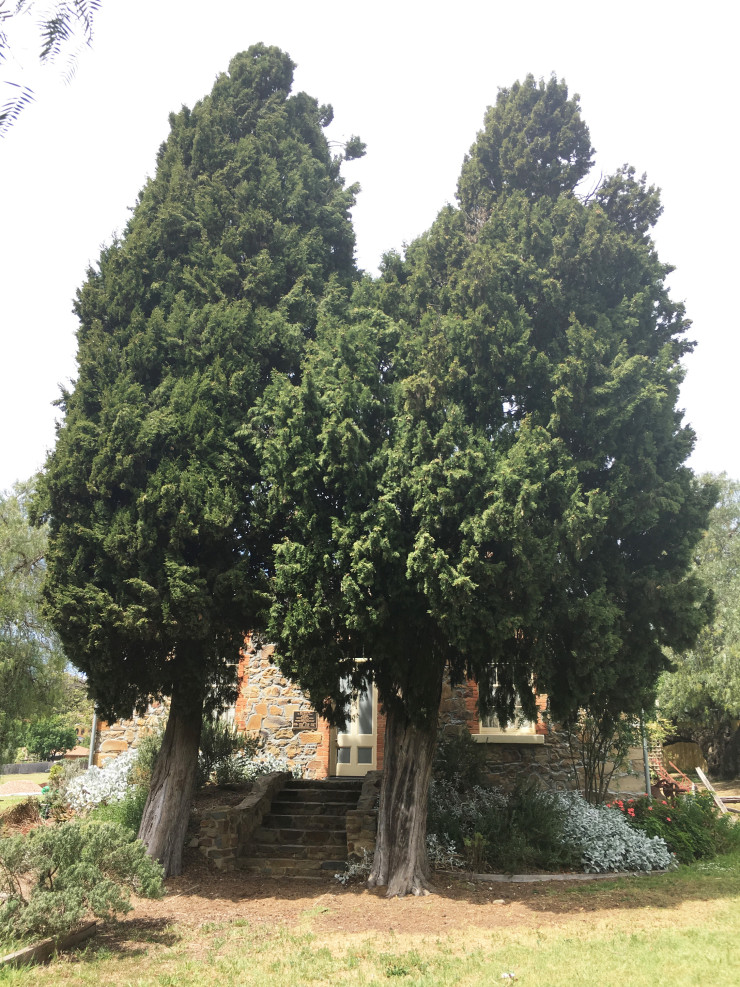 Ellis Cottage front steps with Italian Cypress