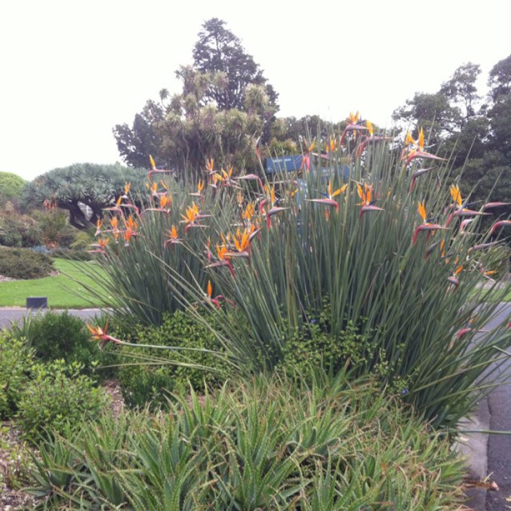 Royal Botanic Gardens