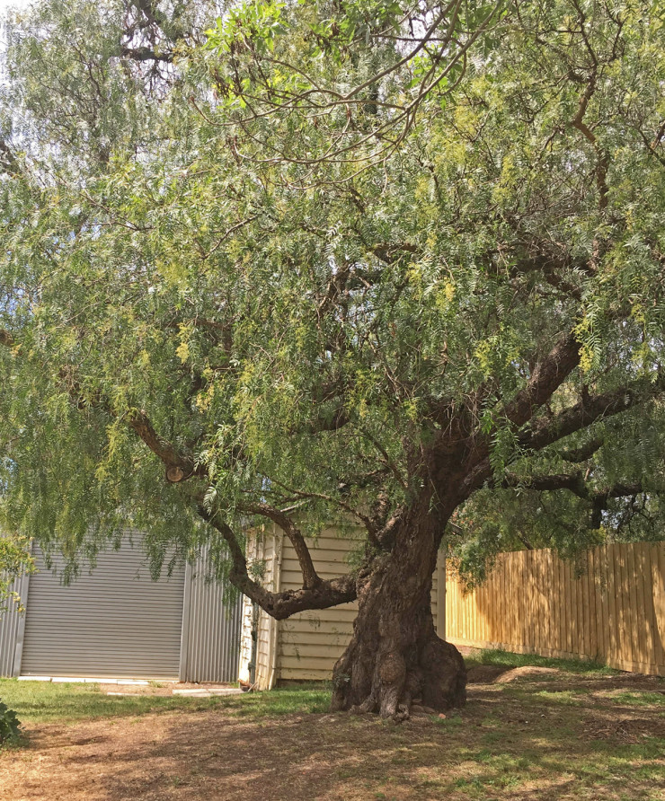 Peppercorn tree c1865 Ellis Cottage