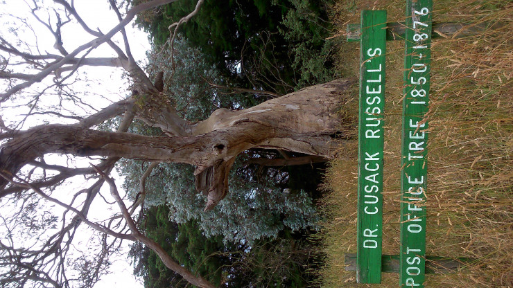 December 2016 image of Cusack Russell Tree