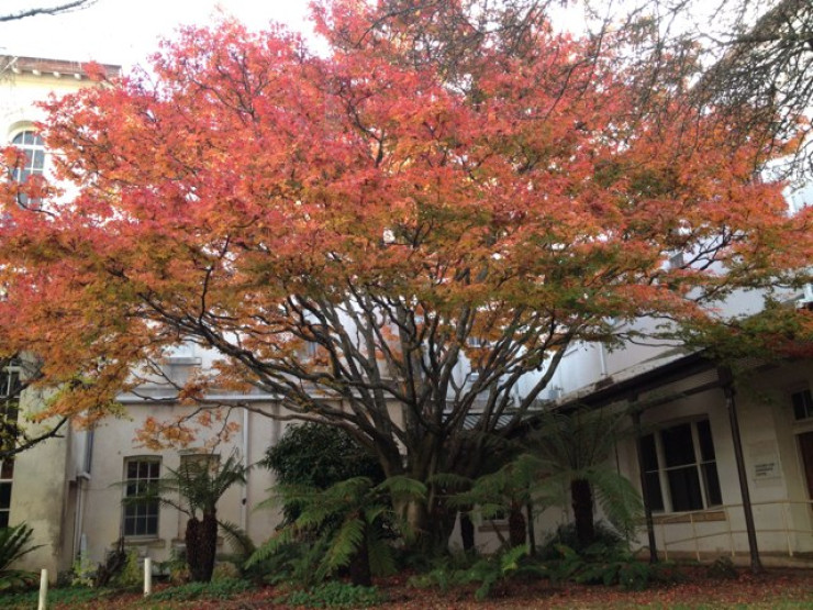 Mayday Hills Hospital