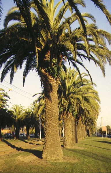 1 canary island date palm avenue mount alexander road essendon detail view