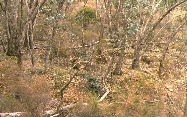 1 cobblers gully gold puddling site old coach road castlemaine landscape