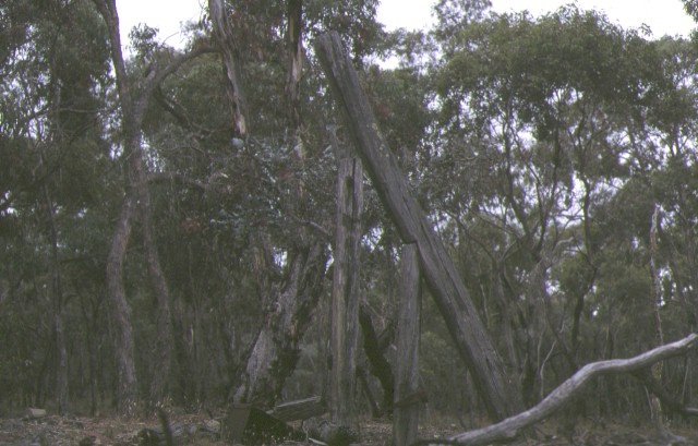 1 lloyds whip gold mining site stuart mill historic site st arnaud landscape