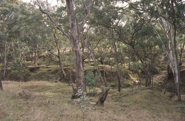 1 new nuggetty gully alluvial gold workings yandoit creek werona road yandoti earth works