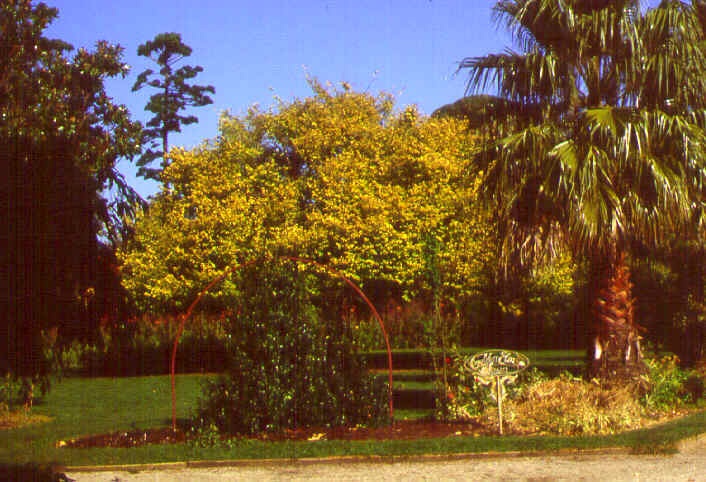 williamstown botanic gardens golden elm lawn ac2 apr1999