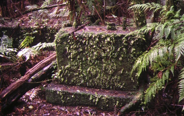 1 knott's no 3 mill otways state forest wyelangta foundations sep1998