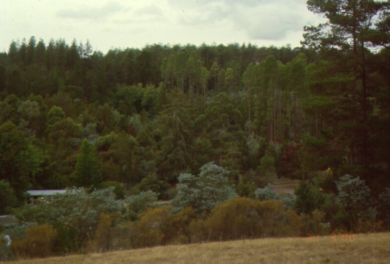 1 sawpit gully landscape H1951 march2000