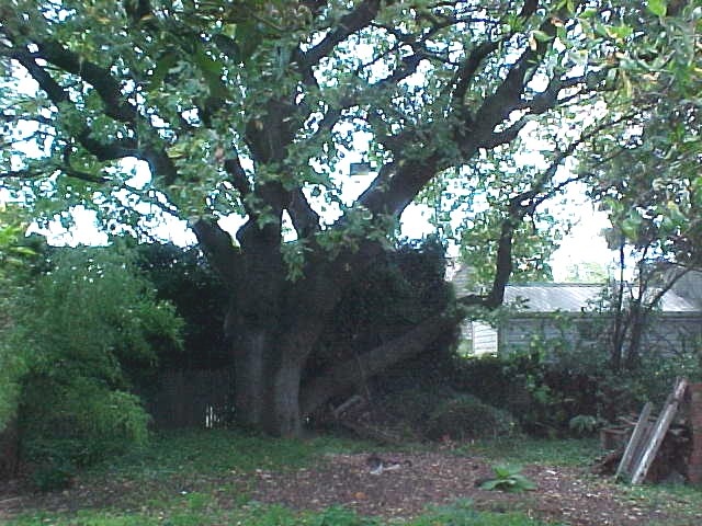 H01955 cuming garden oak tree