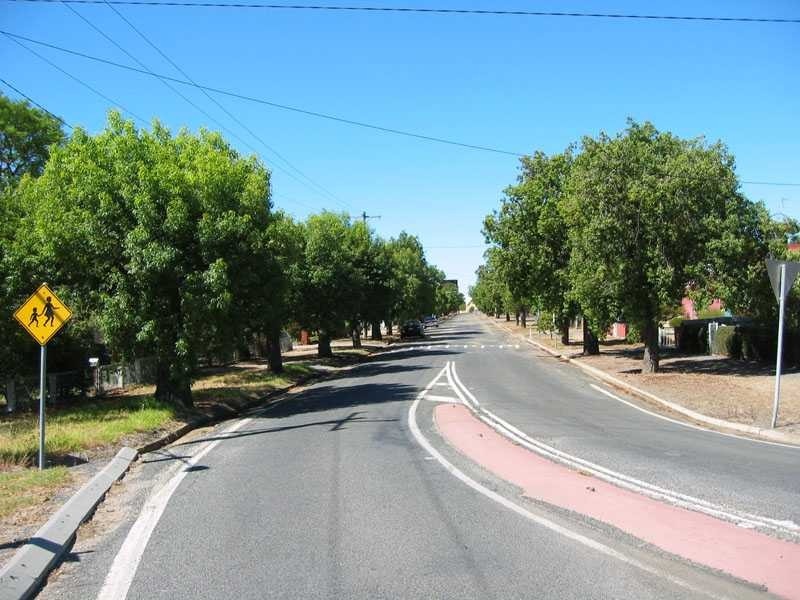 h02061 1 kurrajong trees comyn street 02 2004