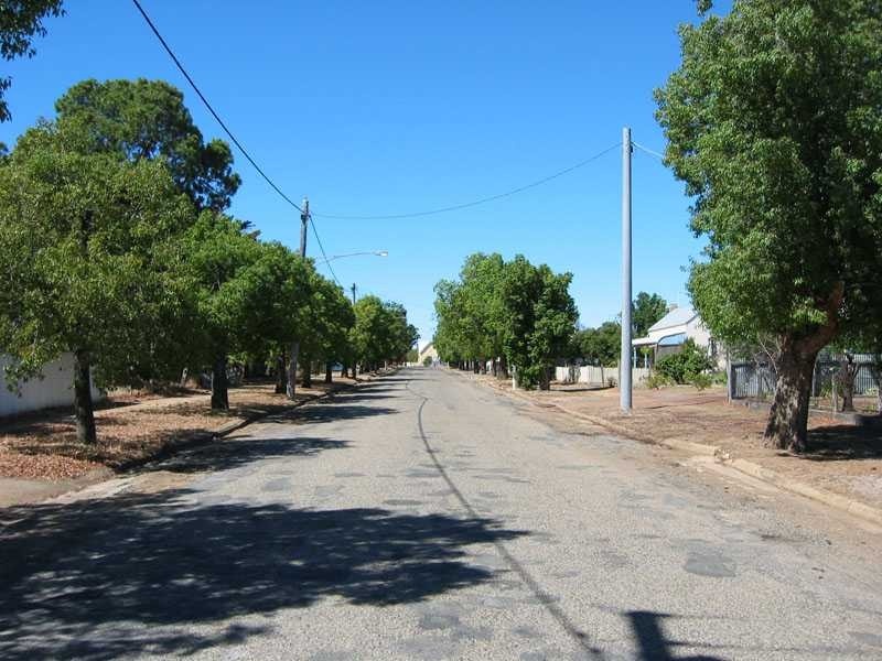 h02061 kurrajong trees comyn street 01 2004