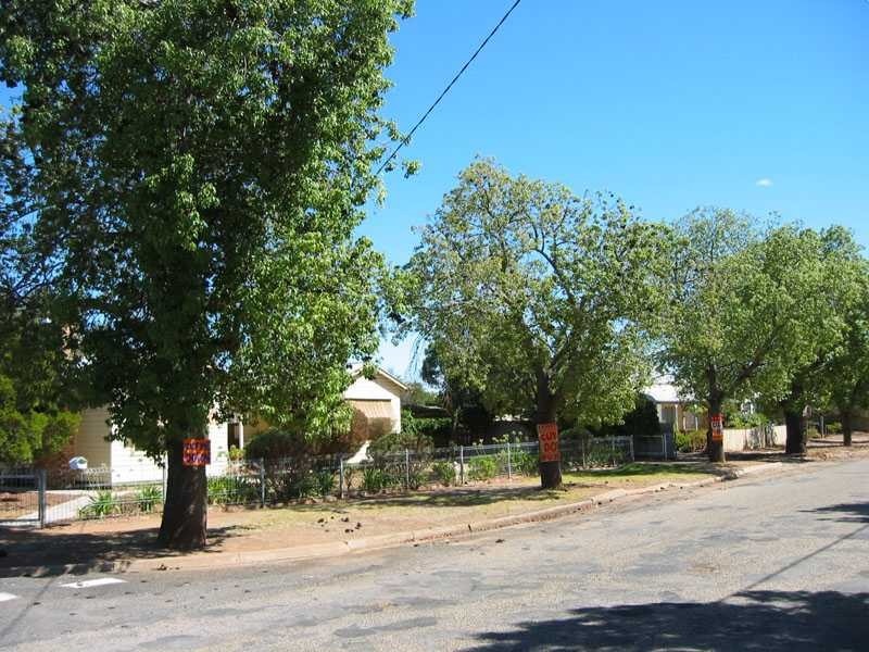 h02061 kurrajong trees comyn street sign 02 2004