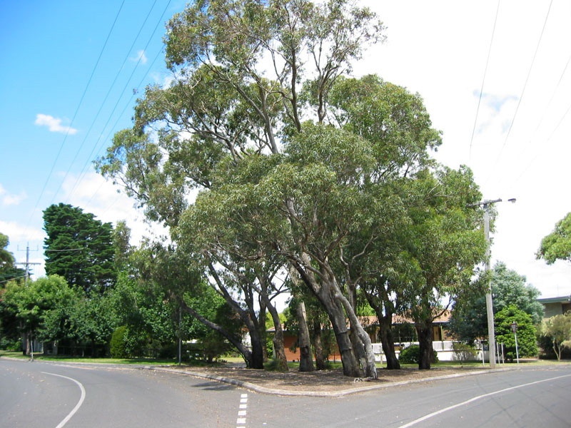 h01605 ranelagh estate traffic island