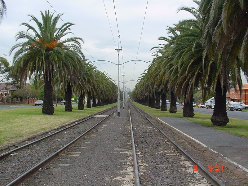 Canary Island Date Palm Avenue Mount Alexander Road Essendon June 2003