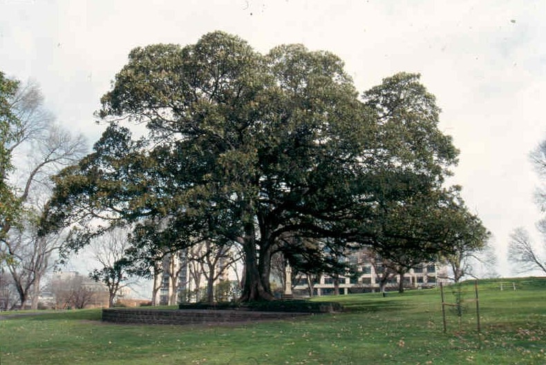 Flagstaff Gardens Fig Tree and Stage