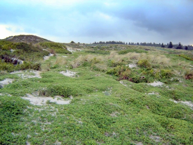 H1659 griffith island port fairy landscape2