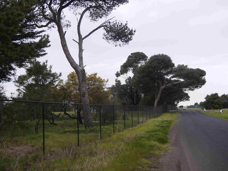 'The Pines' Scout Camp, Hobsons Bay Heritage Study 2006 - The image below shows the Aleppo and Stone pines along the Atlona Road frontage.