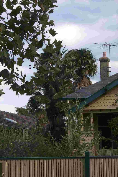 Chusan or Chinese Fan Palm Trees, Hobsons Bay Heritage Study 2006