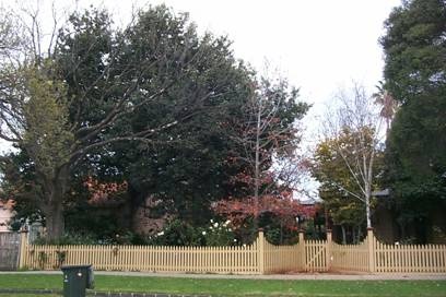 Cotton Palm, English Oak and Lilly Pilly Trees, Hobsons Bay Heritage Study 2006 - English Oak