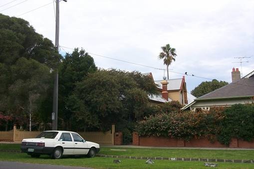 Cotton Palm, English Oak and Lilly Pilly Trees, Hobsons Bay Heritage Study 2006 - Cotton Palm