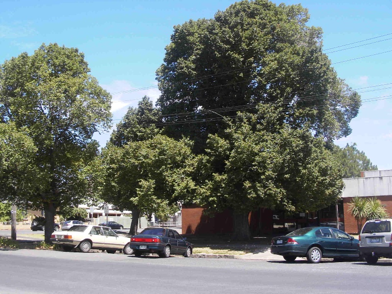Elm Trees - former Williamstown Court House Site, Hobsons Bay Heritage Study 2006
