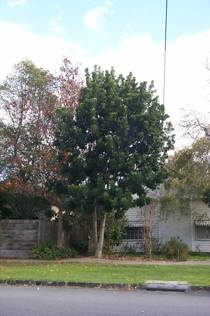 Wild Kaffir Plum Tree, Hobsons Bay Heritage Study 2006