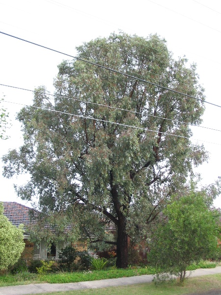 Manningham Heritage Garden &amp; Significant Tree Study 2006