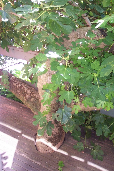 Manningham Heritage Garden &amp; Significant Tree Study 2006