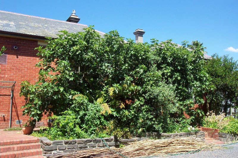 Manningham Heritage Garden &amp; Significant Tree Study 2006