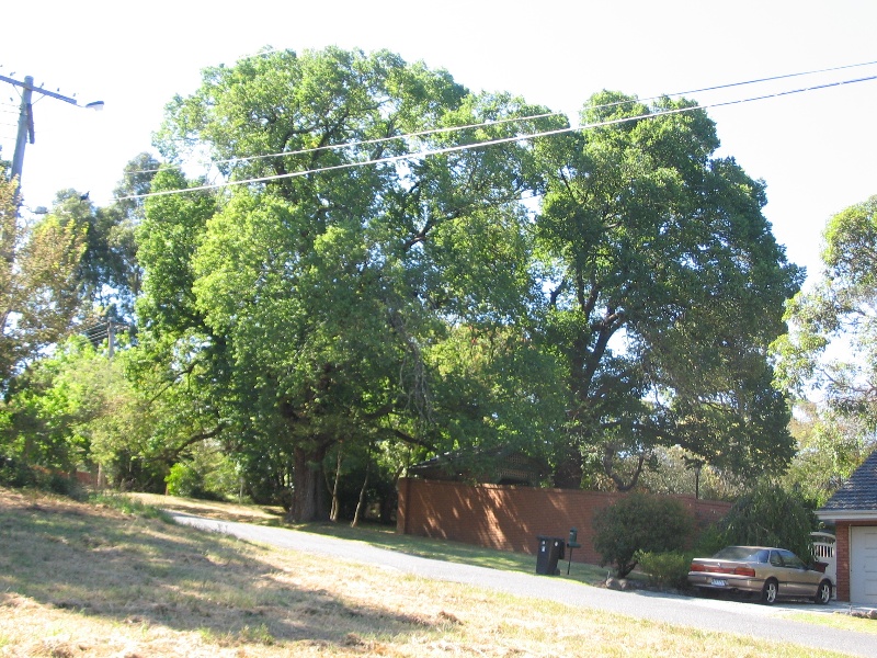 Manningham Heritage Garden &amp; Significant Tree Study 2006