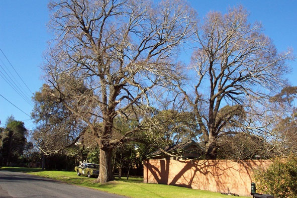 Manningham Heritage Garden &amp; Significant Tree Study 2006