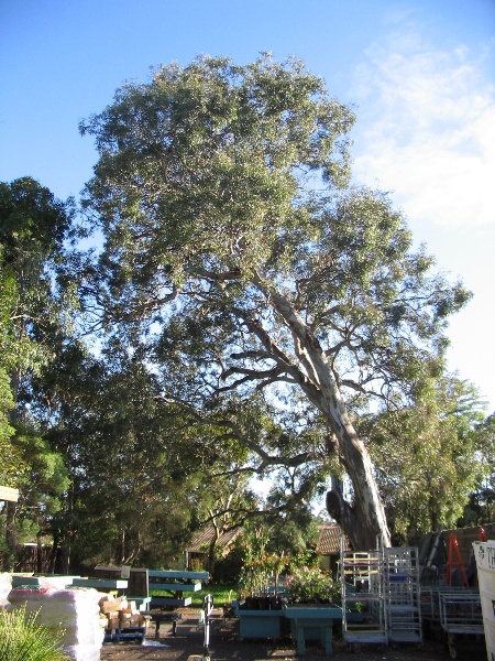 Manningham Heritage Garden &amp; Significant Tree Study 2006