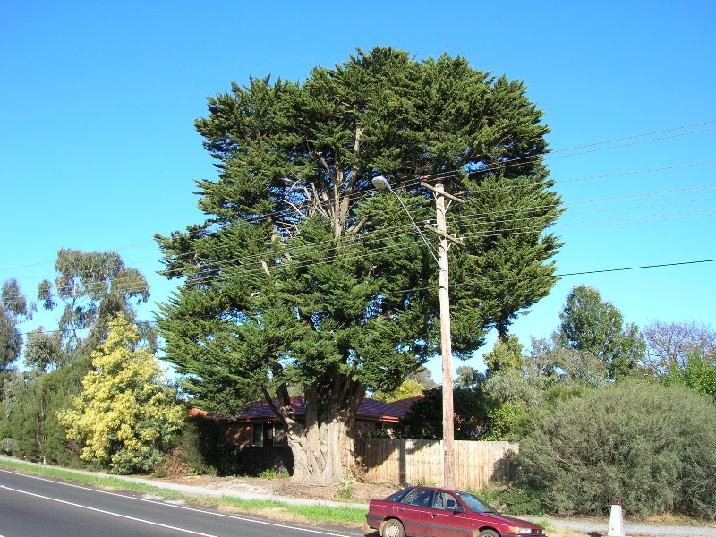 Manningham Heritage Garden &amp; Significant Tree Study 2006