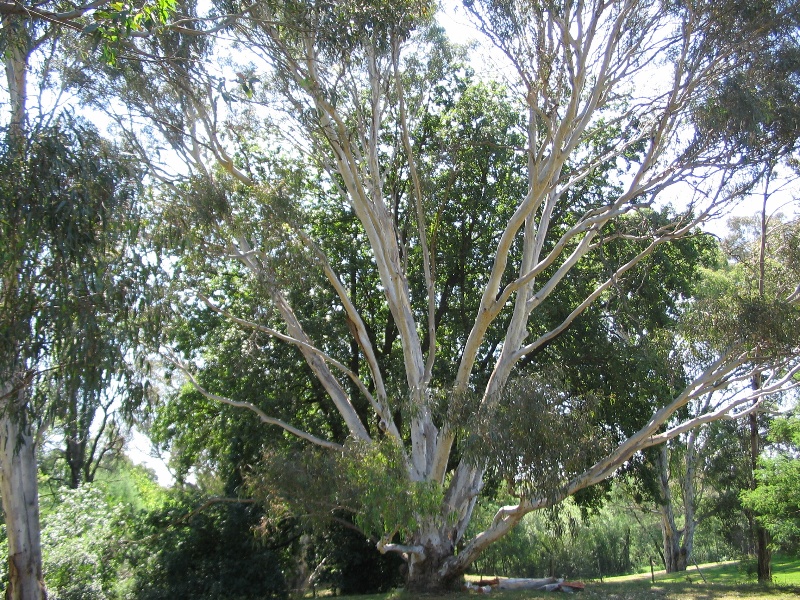 Manningham Heritage Garden &amp; Significant Tree Study 2006
