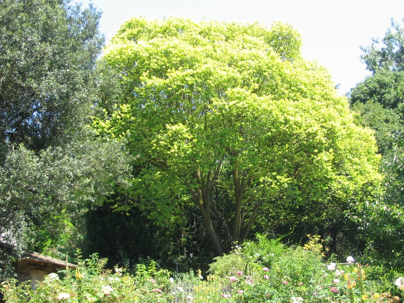 Manningham Heritage Garden &amp; Significant Tree Study 2006