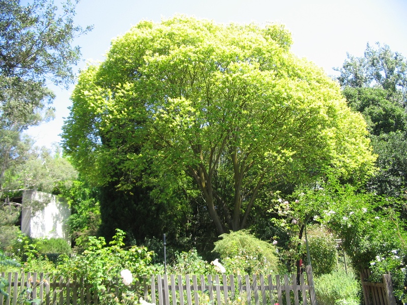 Manningham Heritage Garden &amp; Significant Tree Study 2006