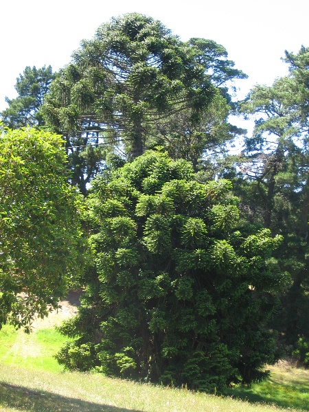 Manningham Heritage Garden &amp; Significant Tree Study 2006 - The two trees: Tree 'A' in foreground