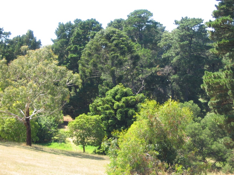 Manningham Heritage Garden &amp; Significant Tree Study 2006 - Trees viewed from hill to west
