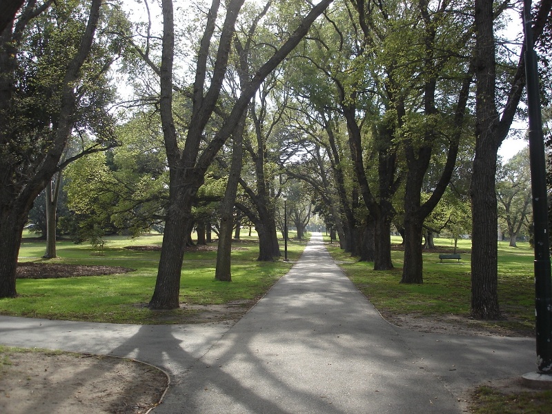 fawkner park avenue of trees2 apr07 jmb