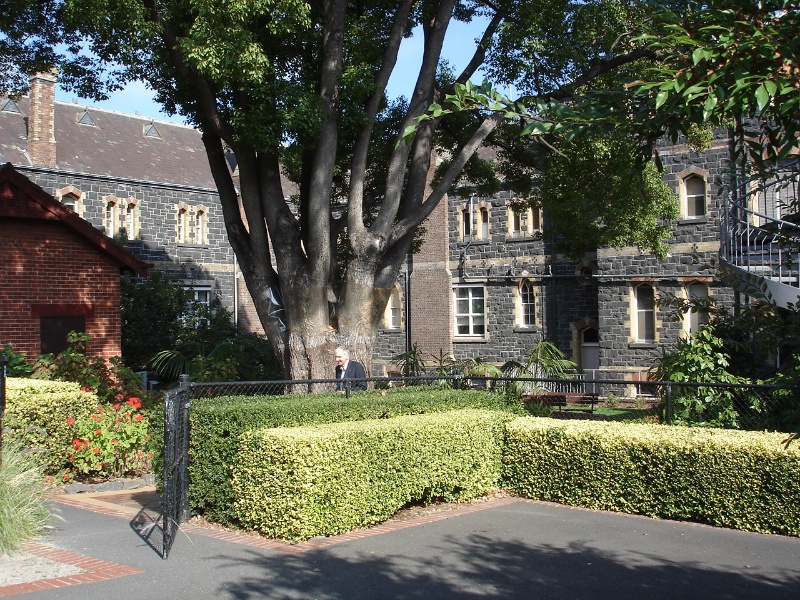 Rear courtyard &amp; camphor laurel tree