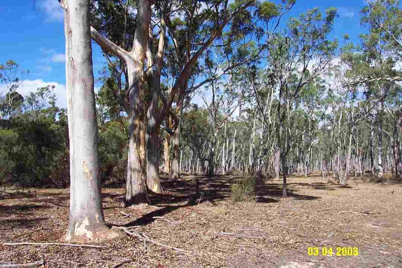 23742 Copy of 4569 Barnes Honey site Glenisla trees