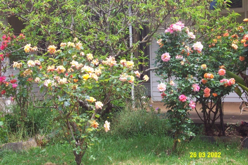 23141 Kilmuir Nareen 1950s roses 1950