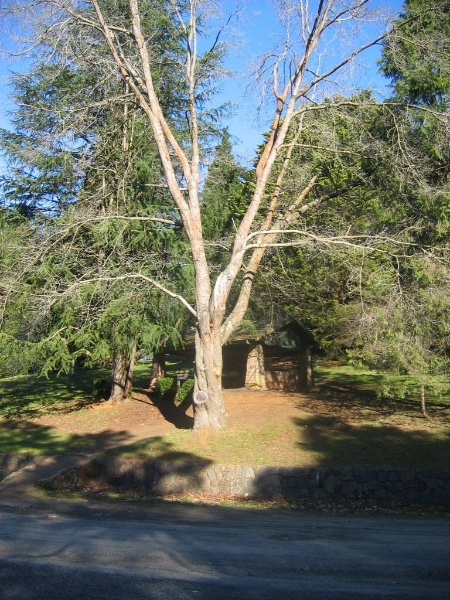 Emerald Lake Park Landscape Part Nobelius Nursery