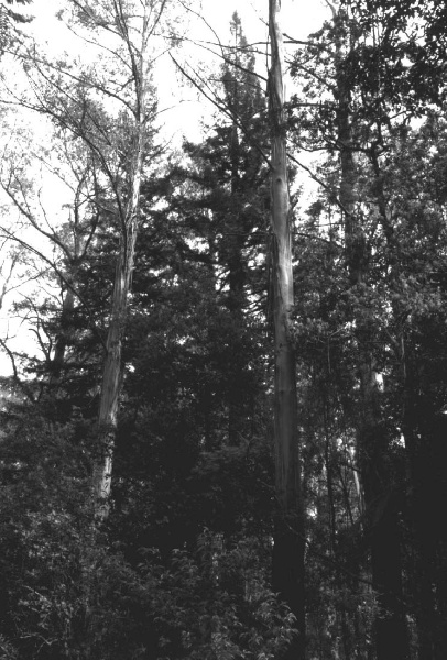 Californian Redwoods Gembrook Park
