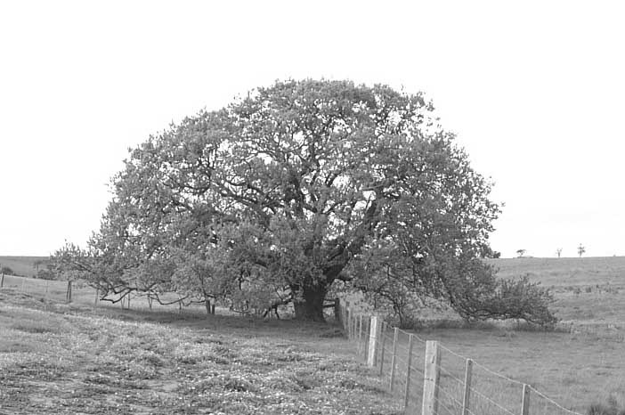 Oak Tree near Yangardook Creek