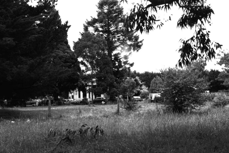 Primrose Park - Bunya Bunyas &amp; Trees