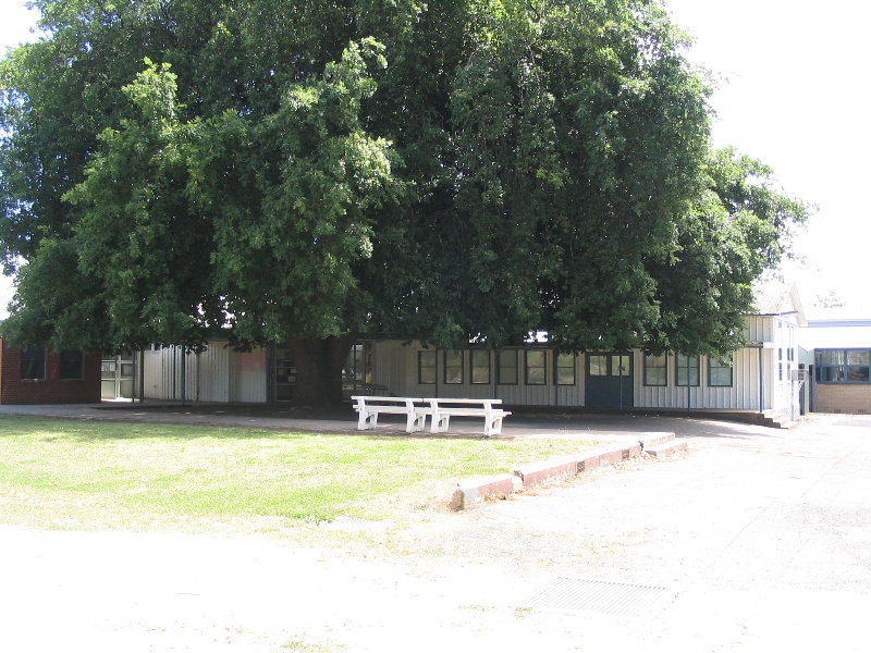 Leongatha Secondary College_Oak tree next to Bristol building
