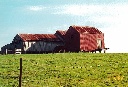 Inglis farm shearing shed